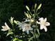 Elegant white lillies in a garden setting bringing beauty to the property at 4025 Mcdowell Dr, Acworth, GA 30101