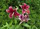 Beautiful pink and white lillies in a garden setting add vibrant color and natural beauty at 4025 Mcdowell Dr, Acworth, GA 30101