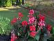Vibrant red flowers enhance this garden with natural beauty and curb appeal at 4025 Mcdowell Dr, Acworth, GA 30101