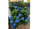 Lush blue hydrangea bush enhances the landscape with vibrant color and lush foliage at 4025 Mcdowell Dr, Acworth, GA 30101