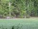 Serene backyard view with lush greenery and deer grazing in the grass at 3401 Clay Rd, Austell, GA 30106