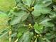 Close up on a lush fig tree with vibrant green leaves and developing fruit at 7260 Dunhill Ter, Atlanta, GA 30328