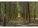 Secluded forest path surrounded by tall, slender trees creating a serene, natural environment at 4728 Corn Creek Drive, Fairburn, GA 30213