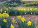 Garden bed filled with spring daffodils at 3546 Mount Vernon Ct, Lawrenceville, GA 30044