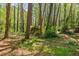 Backyard view with mature trees at 2680 Irene Dr, Marietta, GA 30066