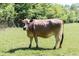 Close-up of a healthy brown cow in grassy pasture, showcasing the ideal rural environment of this listing at 88 Cline Smith Ne Rd, Cartersville, GA 30121