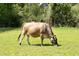 A brown cow grazes peacefully on the lush grass of this tranquil pastoral property, set against a backdrop of trees at 88 Cline Smith Ne Rd, Cartersville, GA 30121