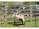 A multi-colored goat stands behind a wire fence, adding to the rural charm of this tranquil property at 88 Cline Smith Ne Rd, Cartersville, GA 30121