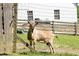 Close-up of goat behind wire fence, adding a rural appeal to the pastoral charm on the property at 88 Cline Smith Ne Rd, Cartersville, GA 30121