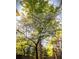 Beautiful dogwood tree in full bloom, towering over the yard and fence at 286 Norwood Ne Ave, Atlanta, GA 30317