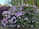 Lush azalea bushes in full bloom in the landscaped yard at 3861 Spring Meadow Dr, Acworth, GA 30101