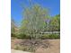 A beautiful crape myrtle tree graces this well-maintained, landscaped area at 1304 Slate Bend Dr, Dacula, GA 30019