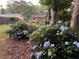 Beautiful back yard featuring large bushes of hydrangeas, mature trees, and green grass at 751 Oneta Dr, Norcross, GA 30093