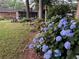 Landscaped backyard featuring vibrant hydrangeas, a picnic table, screened porch, and lush lawn at 751 Oneta Dr, Norcross, GA 30093