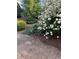 Lush backyard landscaping featuring mature plantings and leafy ground cover at 550 Vinings Springs Se Dr, Mableton, GA 30126