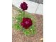 Close-up of dark red flowers in a well-maintained garden at 550 Vinings Springs Se Dr, Smyrna, GA 30126