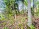 View of wooded land with trees and leaves covering the ground on a sunny day at 7675 Lanier View Rdg, Cumming, GA 30041