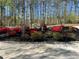 Beautiful landscaped front yard featuring colorful azaleas and lush mulch, complemented by mature trees at 10005 Lakeview Pkwy, Villa Rica, GA 30180