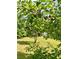 View of the pear tree with developing fruit in the front yard at 4392 Lower Fayetteville Rd, Sharpsburg, GA 30277