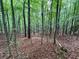 Dense woodland featuring tall trees and leafy undergrowth on the forest floor at 4392 Lower Fayetteville Rd, Sharpsburg, GA 30277