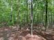 View of the naturally wooded acreage showing the potential for hiking trails at 4392 Lower Fayetteville Rd, Sharpsburg, GA 30277