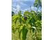 Outdoor view of a green peach on a tree branch with foliage at 4392 Lower Fayetteville Rd, Sharpsburg, GA 30277