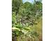 Close up of lush, green foliage with small, white berries at 4392 Lower Fayetteville Rd, Sharpsburg, GA 30277