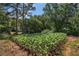 This property includes a thriving corn garden with mature plants and surrounding trees at 2405 Old Salem Se Rd, Conyers, GA 30013