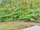 Overgrown backyard backing up to a lush green forest at 124 Williams Blf, Mcdonough, GA 30252