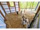 Goats inside the well-lit barn, straw flooring, and access to the outdoors at 1200 Old Lathemtown Rd, Canton, GA 30115