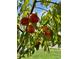 Close up of ripening peaches hanging from a tree branch at 2127 Harmony Dr, Canton, GA 30115