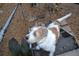 Adorable dog on the deck enjoying the outdoors in this inviting outdoor space at 172 Haynes Sw St # 107, Atlanta, GA 30313