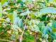 Fresh blueberries growing on the bush, ready to be picked for a healthy snack or dessert at 1426 Memorial Se Dr, Atlanta, GA 30317