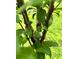 Close-up captures the nascent green plum on a small tree, illustrating the landscape detail of this property at 728 Brittany Ct, Stone Mountain, GA 30083