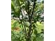 Image shows a small plum tree with green plums growing amongst the green leaves, adding natural beauty to the property at 728 Brittany Ct, Stone Mountain, GA 30083