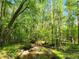 Secluded landscape featuring a creek, lush greenery, and mature trees at 7350 Banks Mill Rd, Douglasville, GA 30135