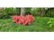 Landscaping view of the pink flowers and grass at 2687 Goodfellows Rd, Tucker, GA 30084
