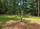 Landscaped backyard featuring lush greenery and mulched trees at 2799 Mockingbird Cir, Duluth, GA 30096