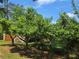 Mature fruit trees in the backyard create a tranquil and serene outdoor space at 2799 Mockingbird Cir, Duluth, GA 30096