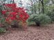 Lush landscaping featuring vibrant azaleas and flowering bushes create a picturesque yard at 2932 Highway 20 Se, Conyers, GA 30013