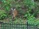 A deer is seen in a beautiful backyard enclosed by a black metal fence with lush green foliage surrounding at 2870 Willow Wisp Way, Cumming, GA 30040