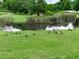 Scenic pond view with geese in the community, showcasing a tranquil natural setting at 319 Franklin Ln, Acworth, GA 30102