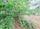 View of the side yard showing trees and leafy foliage at 5584 Dendy Trce, Fairburn, GA 30213