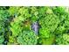 Aerial view of a home nestled in a lush green neighborhood surrounded by tall, mature trees providing privacy at 6470 Sherwood Trl, Austell, GA 30168