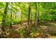 Scenic view of wooded area, showcasing mature trees and lush greenery, enhancing the property's natural beauty at 210 Creekside Overlook, Hiram, GA 30141