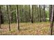 Beautiful wooded area with mature trees and natural ground cover at 2230 Cammie Wages Rd, Dacula, GA 30019