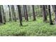 Lush wooded property featuring mature trees and vibrant green foliage at 2230 Cammie Wages Rd, Dacula, GA 30019