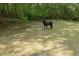 Backyard with a black horse at 601 Ashley Forest Nw Dr, Acworth, GA 30102