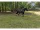 Beautiful black horse freely roaming in a grassy field near wooded area at 601 Ashley Forest Nw Dr, Acworth, GA 30102