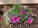 Close up of blooming pink, purple, and white flowers in a container sitting on mulch at 269 Privet Cir, Suwanee, GA 30024